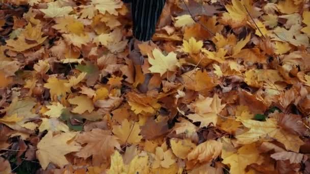 Un paseo en otoño sobre hojas amarillas caídas — Vídeo de stock