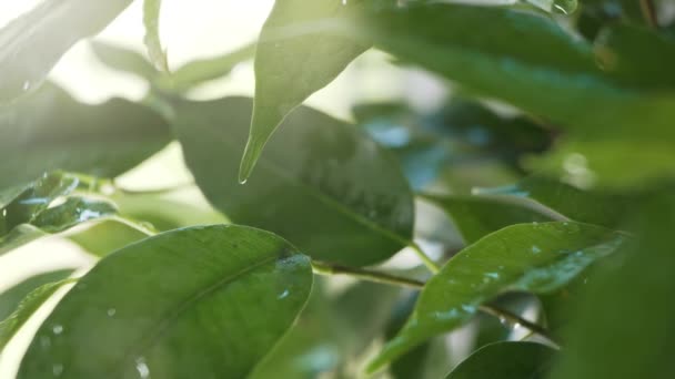 Gotas de agua en las hojas de las plantas — Vídeo de stock