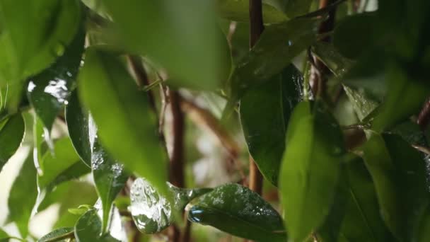 Planta ou flor sob gotas de água — Vídeo de Stock