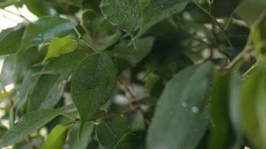 Kuru çiçek küçük su damlalarıyla doldurulur.