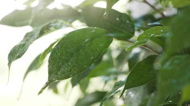 雨の中の植物の葉や寄木細工 — ストック動画