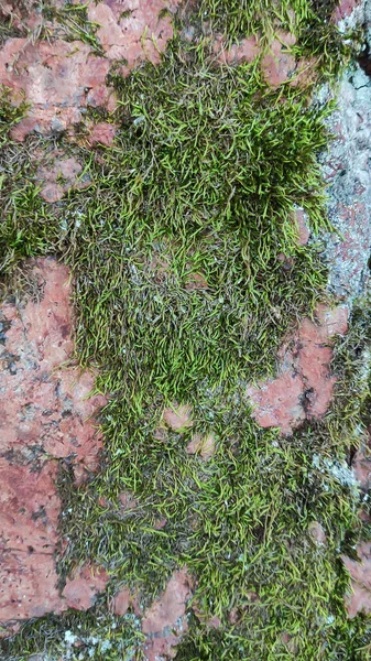 Red stone and moss texture — Photo