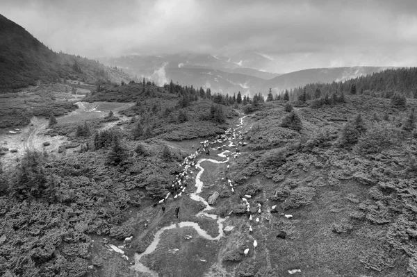 Góry Karpat Ukraina Mglistej Dolinie Stado Owiec Mgle Sfilmowane Przez — Zdjęcie stockowe
