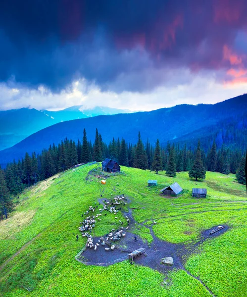 Nas Montanhas Dos Cárpatos Ucrânia Rebanho Ovelhas Nevoeiro Filmado Por — Fotografia de Stock