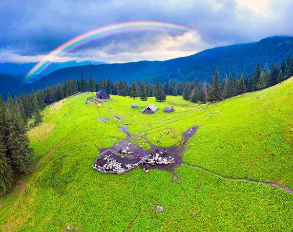 Górach Karpat Ukraina Stado Owiec Mgle Filmowane Przez Śmigłowiec Dronów — Zdjęcie stockowe