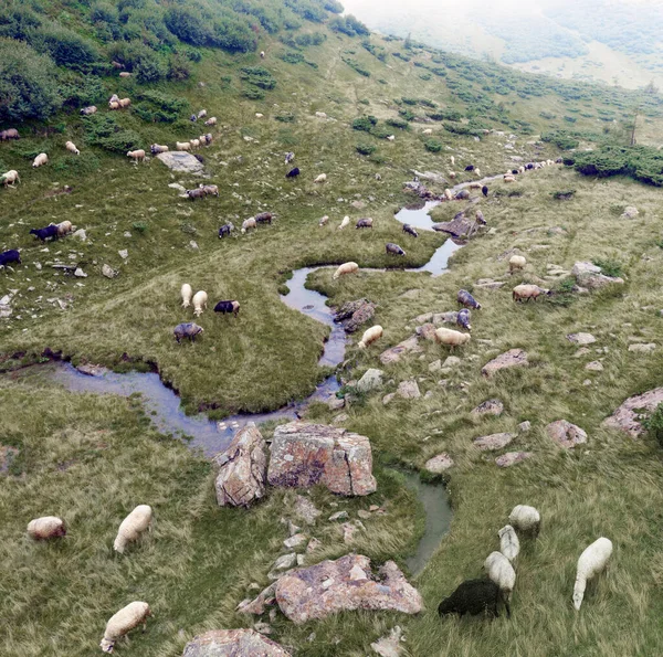 Mountains Carpathians Ukraine Foggy Valley Flock Sheep Fog Filmed Drone — Stock Photo, Image