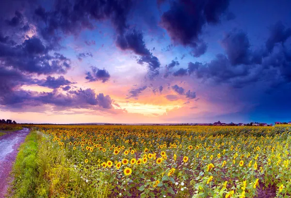 Ett Fält Solros Vackra Blommor Och Nyttiga Jordbruksgrödor För Livsmedelsindustrin — Stockfoto