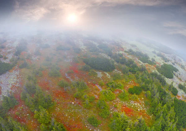 Slopes Mount Syvuli Ukraine Autumn Alpine Pine Gray Stone Leaves — Stock Photo, Image