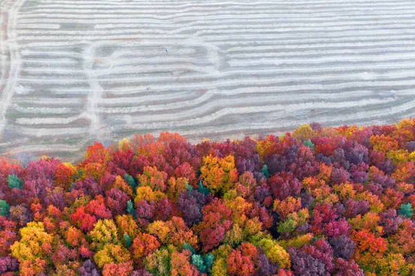秋天的山毛榉和针叶林 10月份装饰华丽的乌克兰农田 美丽的红色和黄色橙色 空中观察无人驾驶复印机 — 图库照片