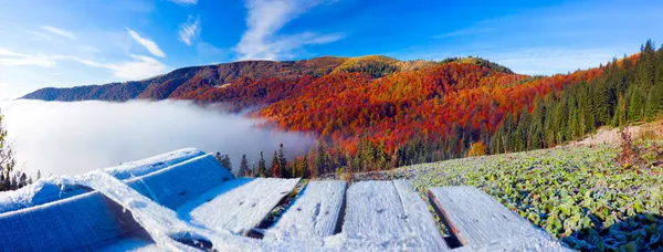 Herbst Buchen Und Nadelwald Karpaten Ukraine Oktober Leichte Nebel Und — Stockfoto