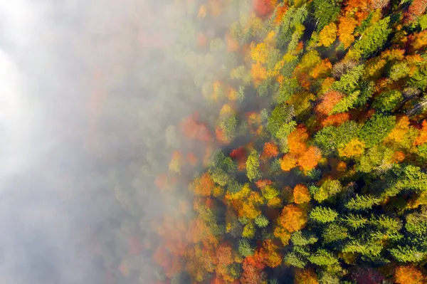 Herfst Beuken Naaldbos Karpaten Oekraïne Oktober Zachte Mist Vorst Mooie — Stockfoto