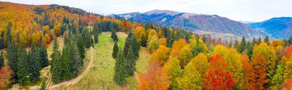 一群羊在喀尔巴阡山脉 乌克兰 秋天的山毛榉和针叶林吃草 冬天来了 动物们被赶到村子里去了 从鸟瞰的角度拍摄的航空摄影无人驾驶复印机照片 — 图库照片