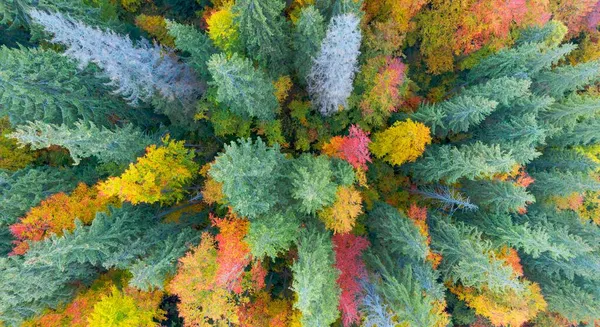 Wilde Touristenorte Herbst Buchen Und Nadelwald Karpaten Ukraine Oktober Schöne — Stockfoto