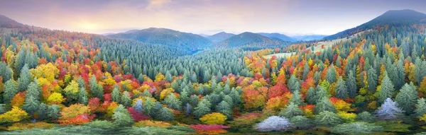 Pontos Turísticos Selvagens Outono Faia Coníferas Floresta Cárpatos Ucrânia Outubro — Fotografia de Stock