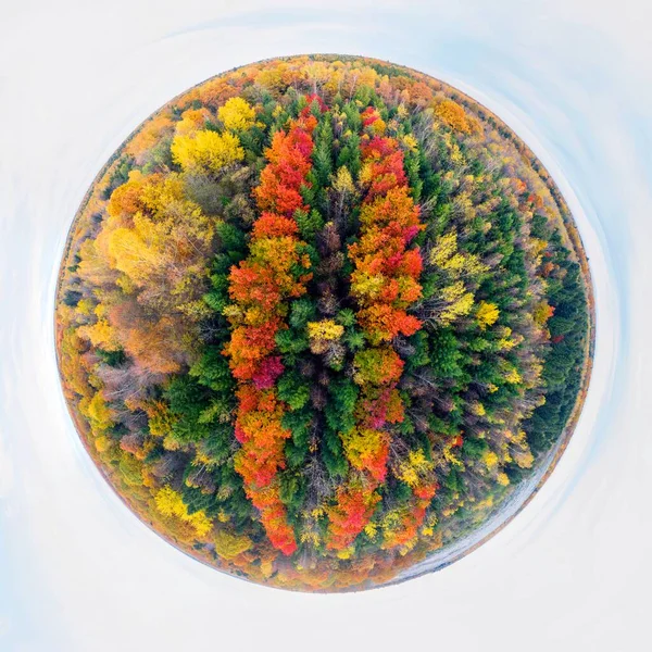 野生旅游胜地 秋天的山毛榉和针叶林在十月的喀尔巴阡山畔的乌克兰 美丽的红色和黄色橙色 空中观察无人驾驶复印机 — 图库照片