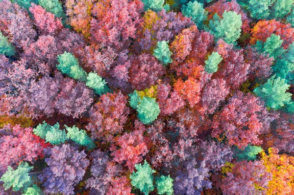 野生旅游胜地 秋天的山毛榉和针叶林在十月的喀尔巴阡山畔的乌克兰 美丽的红色和黄色橙色 空中观察无人驾驶复印机 — 图库照片