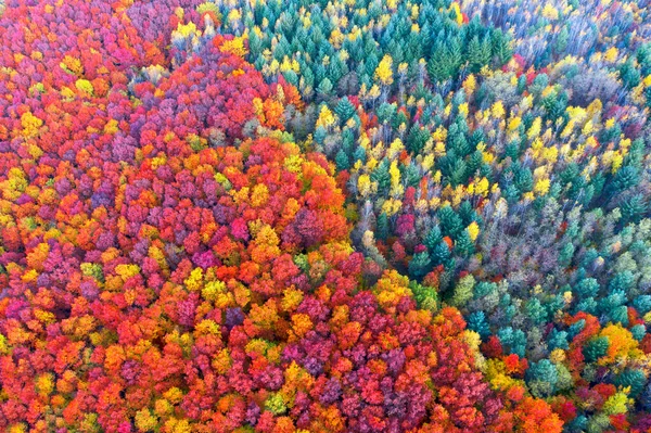 Wilde Toeristische Plekken Herfst Beuken Naaldbos Karpaten Oekraïne Oktober Mooie — Stockfoto