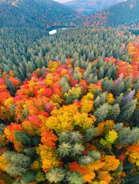 Beroemde Synevyr Meer Een Toeristische Attractie Karpaten Oekraïne Herfst Beuken — Stockfoto