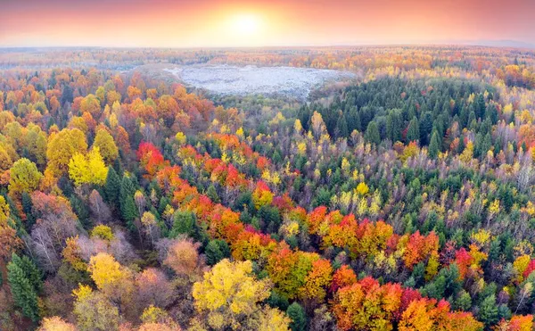 Autumn Forest Beech Coniferous Which Landfill Large City Europe Most — Stock Photo, Image