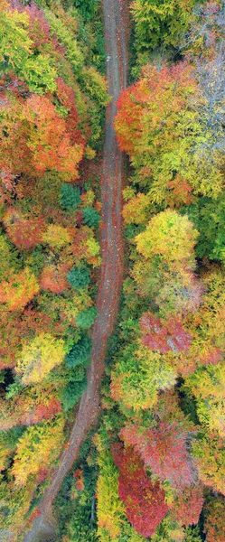 Bergstraßen Bei Jaremtsche Den Karpaten Ukraine Herbstliche Buchen Und Nadelwälder — Stockfoto