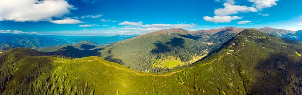 Carpathians above the coniferous forest are covered with mountain alpine pine, in which paths are cut for tourists and hunters, otherwise it is impossible to move in it. View from the drone.