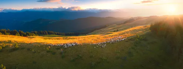 Drone Let Přes Pasoucí Ovce Vrcholu Kostrychu Boloto Údolí Karpat — Stock fotografie