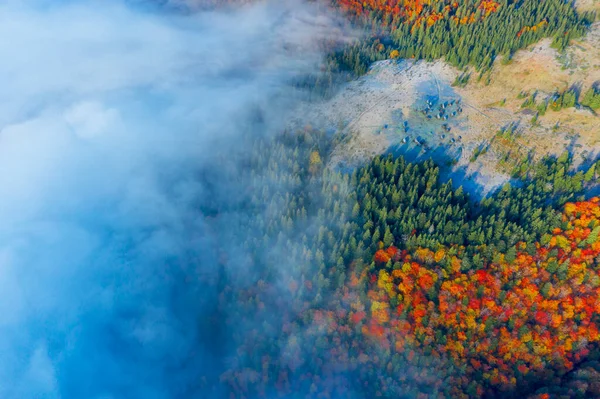 Höst Bok Och Barrskog Karpaterna Ukraina Oktober Mild Dimma Och — Stockfoto