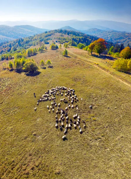 Una Mandria Pecore Pascola Nei Carpazi Ucraina Nel Faggio Autunnale — Foto Stock