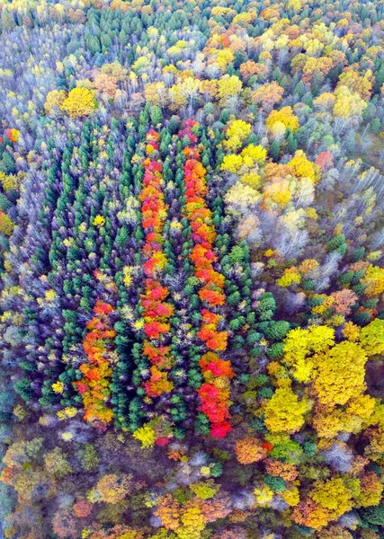 Wilde Toeristische Plekken Herfst Beuken Naaldbos Karpaten Oekraïne Oktober Mooie — Stockfoto