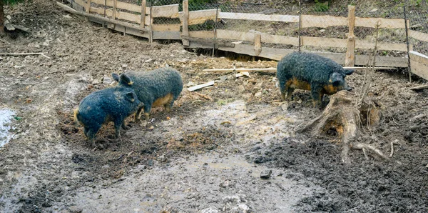 在匈牙利 西班牙 英格兰 英国以及乌克兰的一些地区 有一种罕见的猪 其卷曲的毛类似于绵羊和公羊 Mangalitskaya猪 不卫生的围场与垃圾和粪肥 但毒瘤 — 图库照片