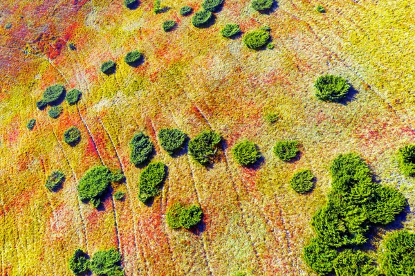 Осень Закарпатье Украина Буковые Хвойные Леса Живописные Красочные Утренние Туманы — стоковое фото