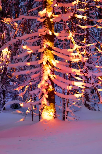 Сніговий Ліс Карпат Освітлений Вогнищем Заходу Сонця Казкові Силуети Хвойних — стокове фото