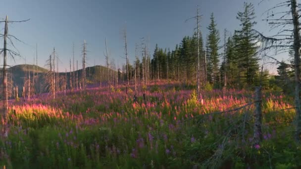 Das Sanfte Licht Einer Nebligen Morgendämmerung Erhellt Die Schönen Blütenstände — Stockvideo