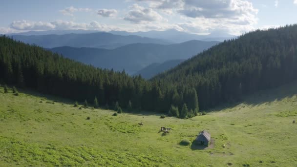 Wildpferde Wie Mustangs Grasen Auf Sauberen Almwiesen Blühende Wiesen Vor — Stockvideo