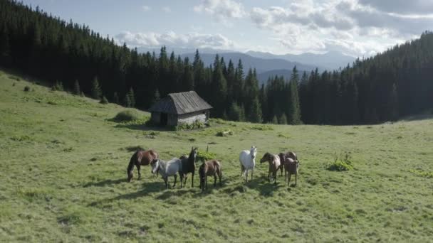 Wild Horses Mustangs Graze Clean Alpine Meadows Blooming Meadows Backdrop — Stock Video