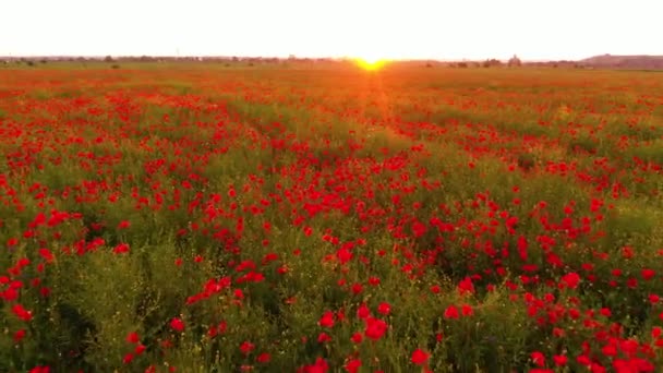Øst Europa Ukraina Fargerike Valmueville Jorder Nær Karpatene Ved Solnedgang – stockvideo