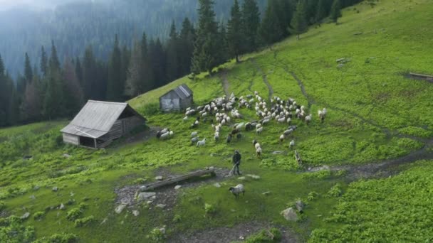 Nas Montanhas Dos Cárpatos Ucrânia Rebanho Ovelhas Nevoeiro Filmado Por — Vídeo de Stock
