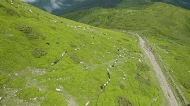 ヨーロッパの山々の伝統的な羊飼いの高高度フィールドです 犬と羊飼いはウール 肉を提供する羊の大規模な群れを放牧します ドローン コプター航空ビデオ — ストック動画