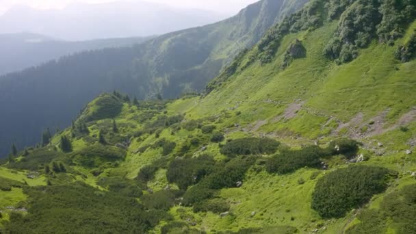 Montanhas Europeias Pastoreio Tradicional Campos Alta Altitude Pastores Com Cães — Vídeo de Stock