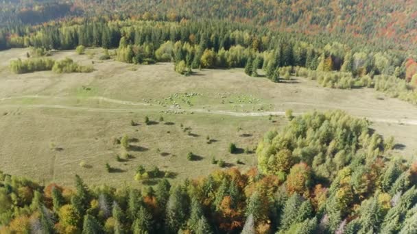 一群羊在喀尔巴阡山脉 乌克兰 秋天的山毛榉和针叶林吃草 冬天来了 动物被赶到村子里去了 空中视频无人直升机俯瞰鸟瞰 — 图库视频影像