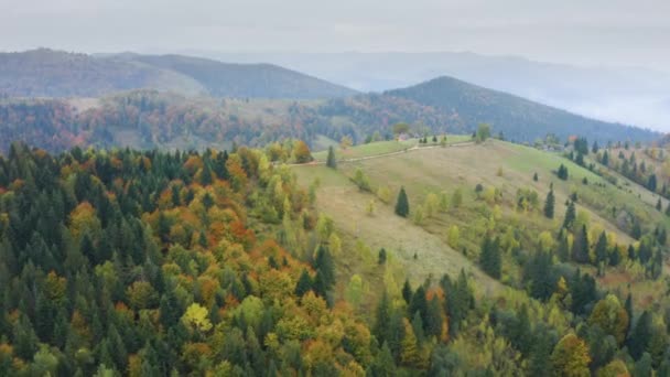 Стадо Овец Пасется Карпатах Украине Осеннем Буке Хвойных Лесах Приближается — стоковое видео