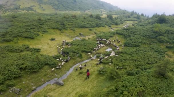 Montagne Dei Carpazi Ucraina Una Valle Nebbiosa Gregge Pecore Nella — Video Stock