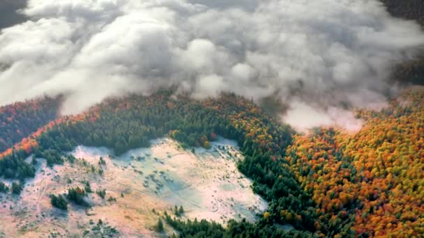 Autunno Faggio Foreste Conifere Carpazi Ucraina Nel Mese Ottobre Nebbie — Video Stock