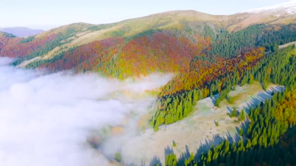 Haya Otoño Bosque Coníferas Cárpatos Ucrania Octubre Nieblas Suaves Heladas — Vídeo de stock