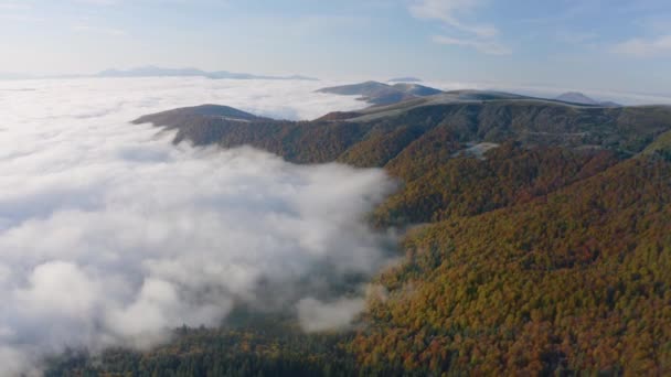 Herbst Buchen Und Nadelwald Karpaten Ukraine Oktober Leichte Nebel Und — Stockvideo