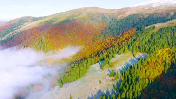 秋天的山毛榉和针叶林在十月的喀尔巴阡山畔的乌克兰 薄雾和霜冻 美丽的红色和黄色橙色 Aerial View Video Drone Copter — 图库视频影像