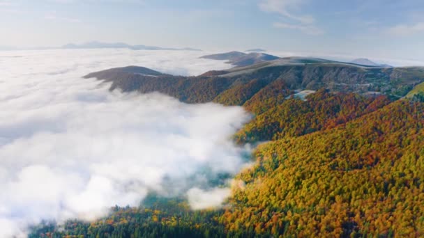 秋天的山毛榉和针叶林在十月的喀尔巴阡山畔的乌克兰 薄雾和霜冻 美丽的红色和黄色橙色 Aerial View Video Drone Copter — 图库视频影像