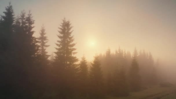 Haya Otoño Bosque Coníferas Cárpatos Ucrania Octubre Nieblas Suaves Heladas — Vídeos de Stock