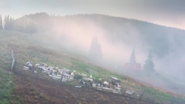 寒冷的早晨 在多雾的山上 牧羊人踢着羊在乌克兰的野生森林里的山地草地上吃草 传统经济乌克兰高地人 胡图族非常风景如画 无人机航拍视频 — 图库视频影像