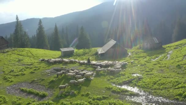 在乌克兰喀尔巴阡山脉的大雾中 一群羊被无人驾驶复印机拍成了录像 摄于牧羊人和野生山峰 斯维多韦茨山脊 沃罗热斯卡谷地的房子里 — 图库视频影像